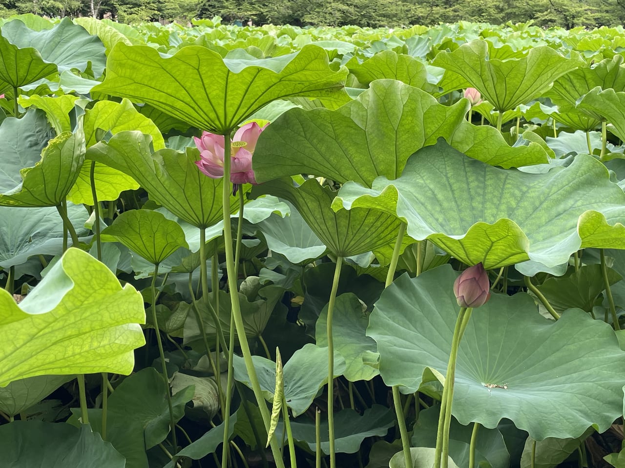 上野恩寵公園不忍池