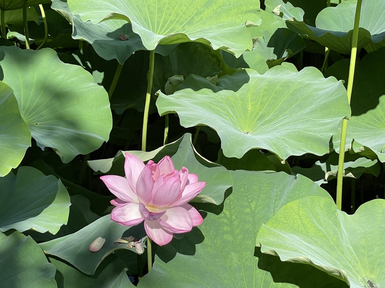 上野恩寵公園不忍池